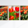 Tranh_hoa_tulip_3