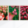 Tranh_hoa_tulip_4