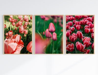 Tranh_hoa_tulip_4